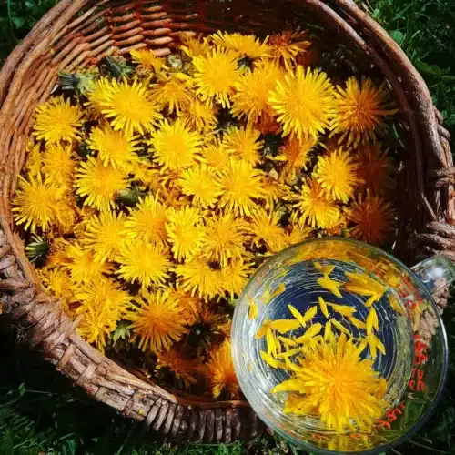 Dandelion flowers for making dandelion jam.